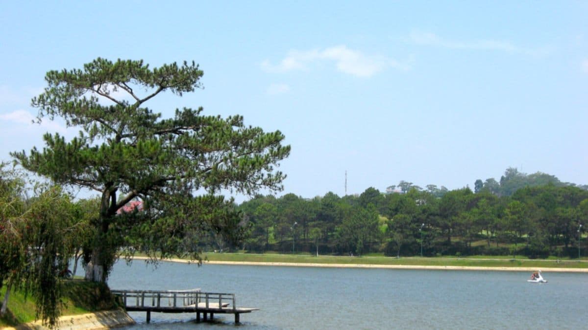 Cây thông và chiếc cầu gỗ nhỏ bên bờ hồ Xuân Hương, phía xa là hàng thông dưới trời xanh